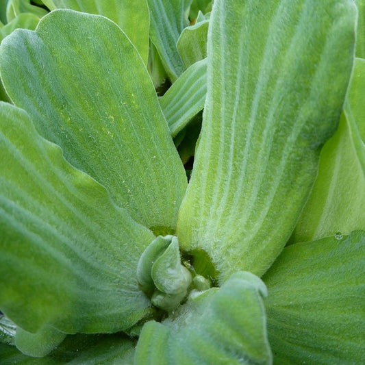 Pistia Stratiotes - Water Lettuce (5pk)