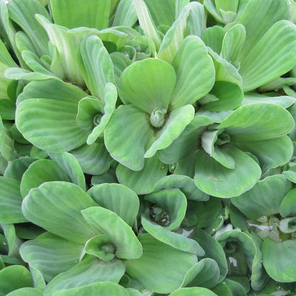Pistia Stratiotes - Water Lettuce (5pk)