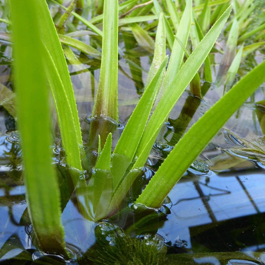 Stratiotes Aloides - Water Soldier (5pk)