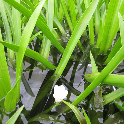 Stratiotes Aloides - Water Soldier (5pk)