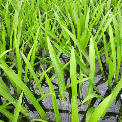 Stratiotes Aloides - Water Soldier (5pk)