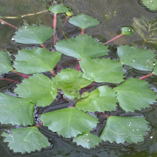 Trapa Natans - Water Chestnut (5pk)