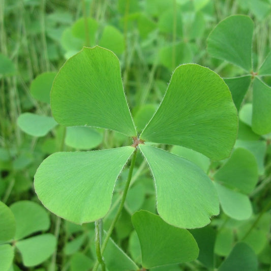 Marsilea Quadrifolia - Water Shamrock
