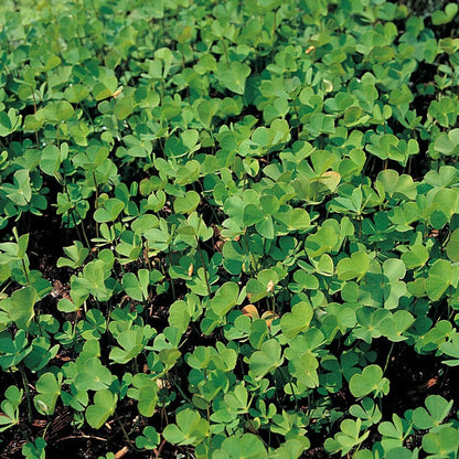 Marsilea Quadrifolia - Water Shamrock