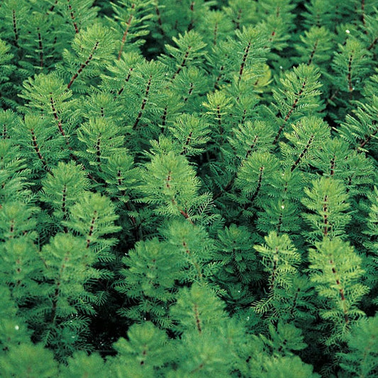 Myriophyllum Brasiliensis Red Stem - Red Stemmed Parrots Feather