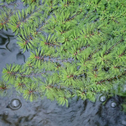Myriophyllum Brasiliensis Red Stem - Red Stemmed Parrots Feather