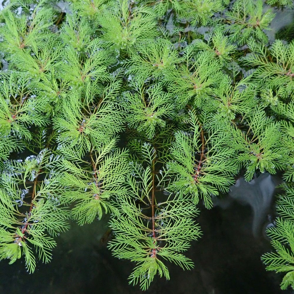 Myriophyllum Brasiliensis Red Stem - Red Stemmed Parrots Feather