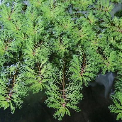 Myriophyllum Brasiliensis Red Stem - Red Stemmed Parrots Feather