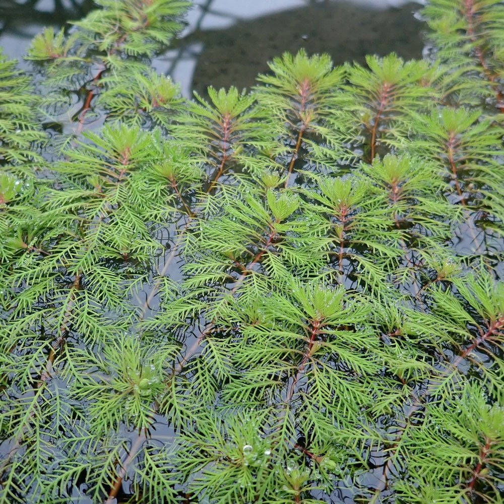 Myriophyllum Brasiliensis Red Stem - Red Stemmed Parrots Feather
