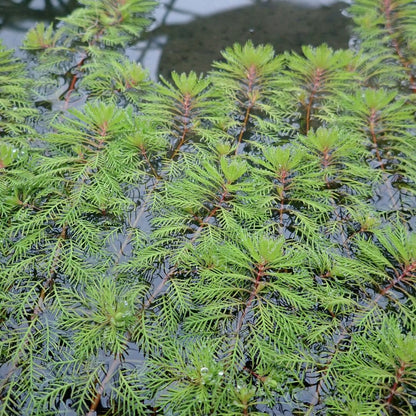 Myriophyllum Brasiliensis Red Stem - Red Stemmed Parrots Feather