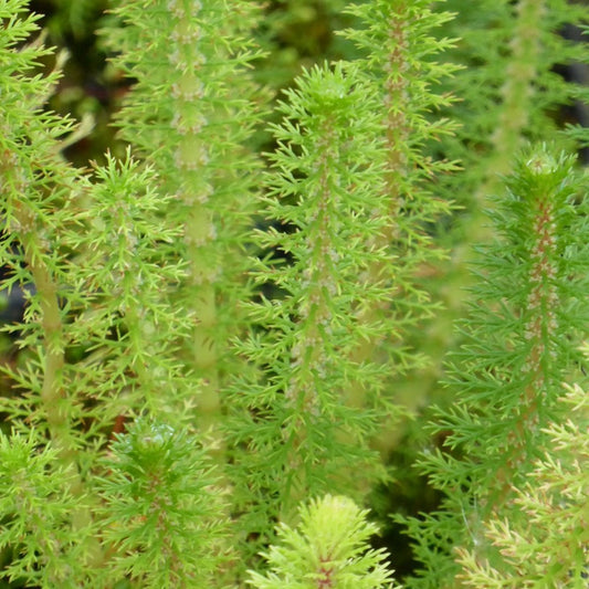 Myriophyllum Crispatum - Upright Water Milfoil