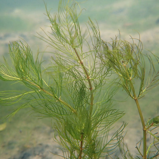 Myriophyllum Verticillatum - Whorled Water Milfoil Bunches (5pk)