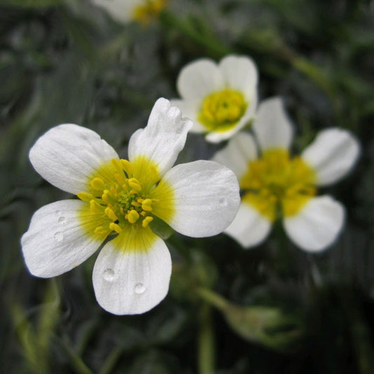 Ranunculus Aquatilis - Water Crowfoot Bunches (5pk)