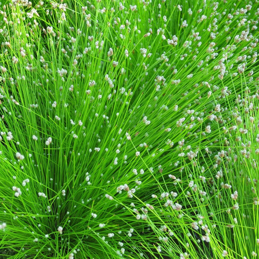 Scirpus Cernuus - Fibre Optic Plant