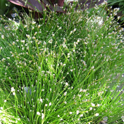 Scirpus Cernuus - Fibre Optic Plant