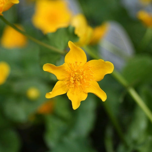 Caltha Palustris - Marsh Marigold