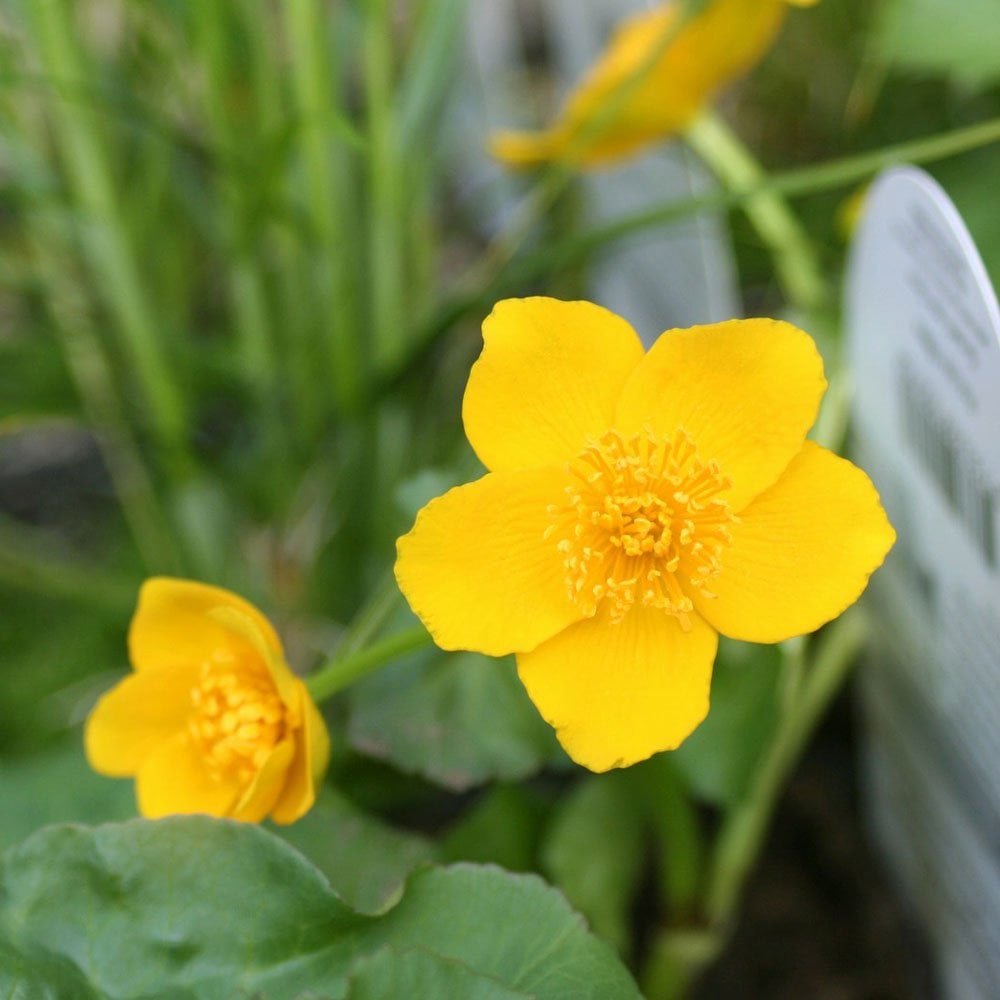 Caltha Palustris - Marsh Marigold