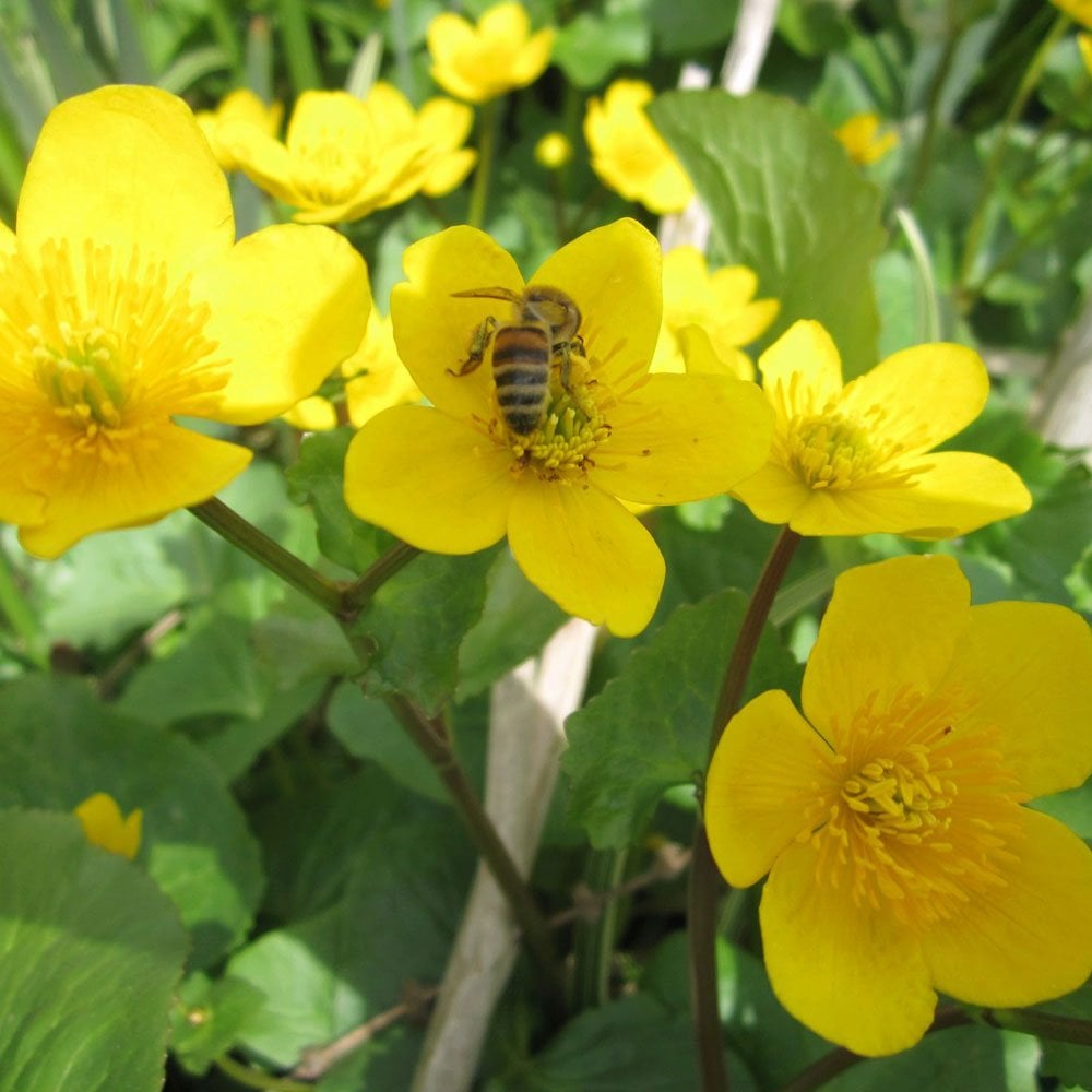 Caltha Palustris - Marsh Marigold