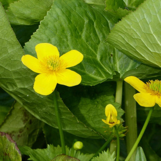Caltha Palustris Polypetala - Giant Marsh Marigold