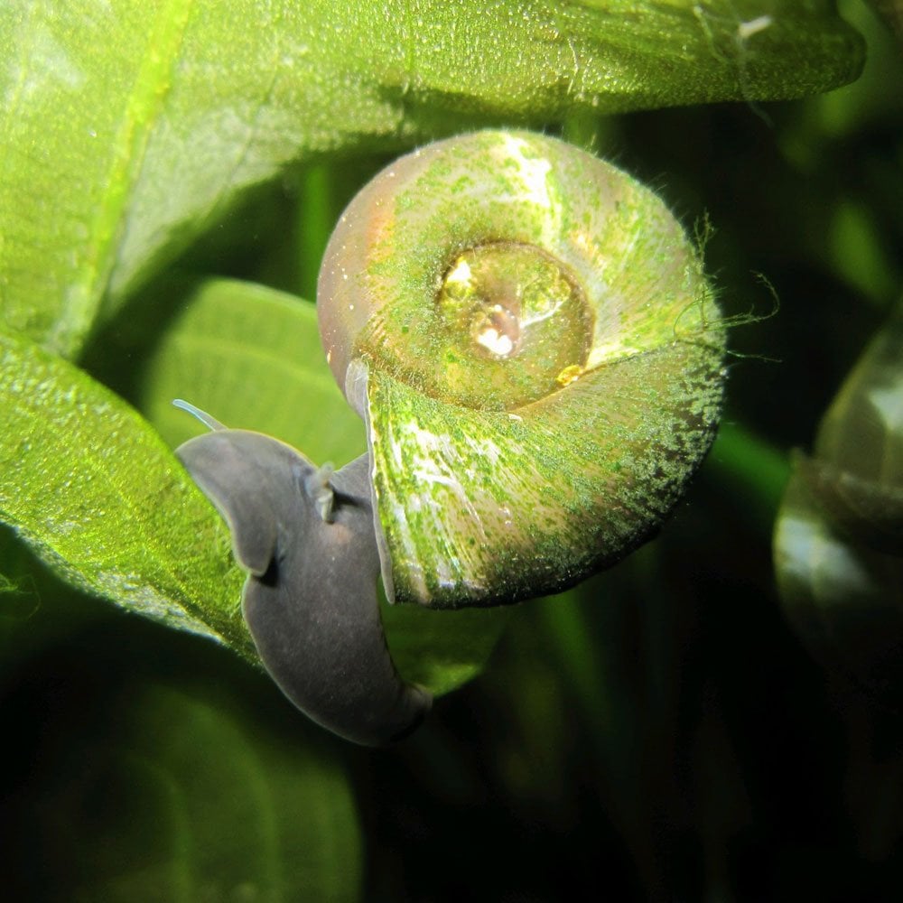 Ramshorn snails - Planorbis Corneus (5pk)