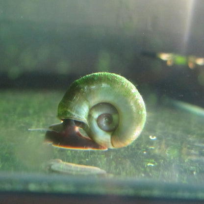 Ramshorn snails - Planorbis Corneus (5pk)