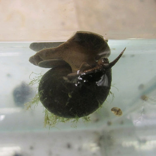 Trapdoor Snails - Viviparus Viviparus (5pk)