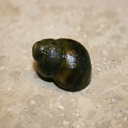 Trapdoor Snails - Viviparus Viviparus (5pk)