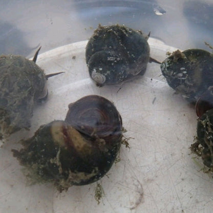 Trapdoor Snails - Viviparus Viviparus (5pk)