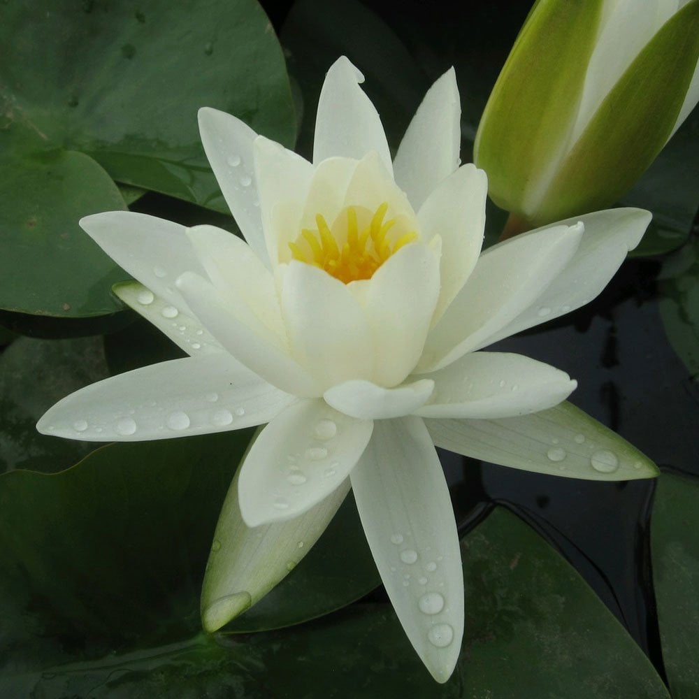 Nymphaea Alba - White Lily