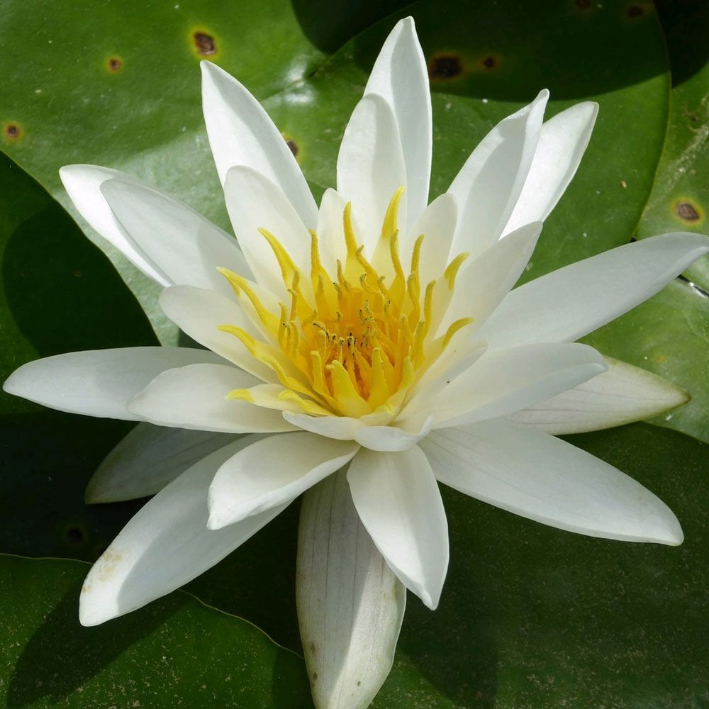 Nymphaea Alba - White Lily