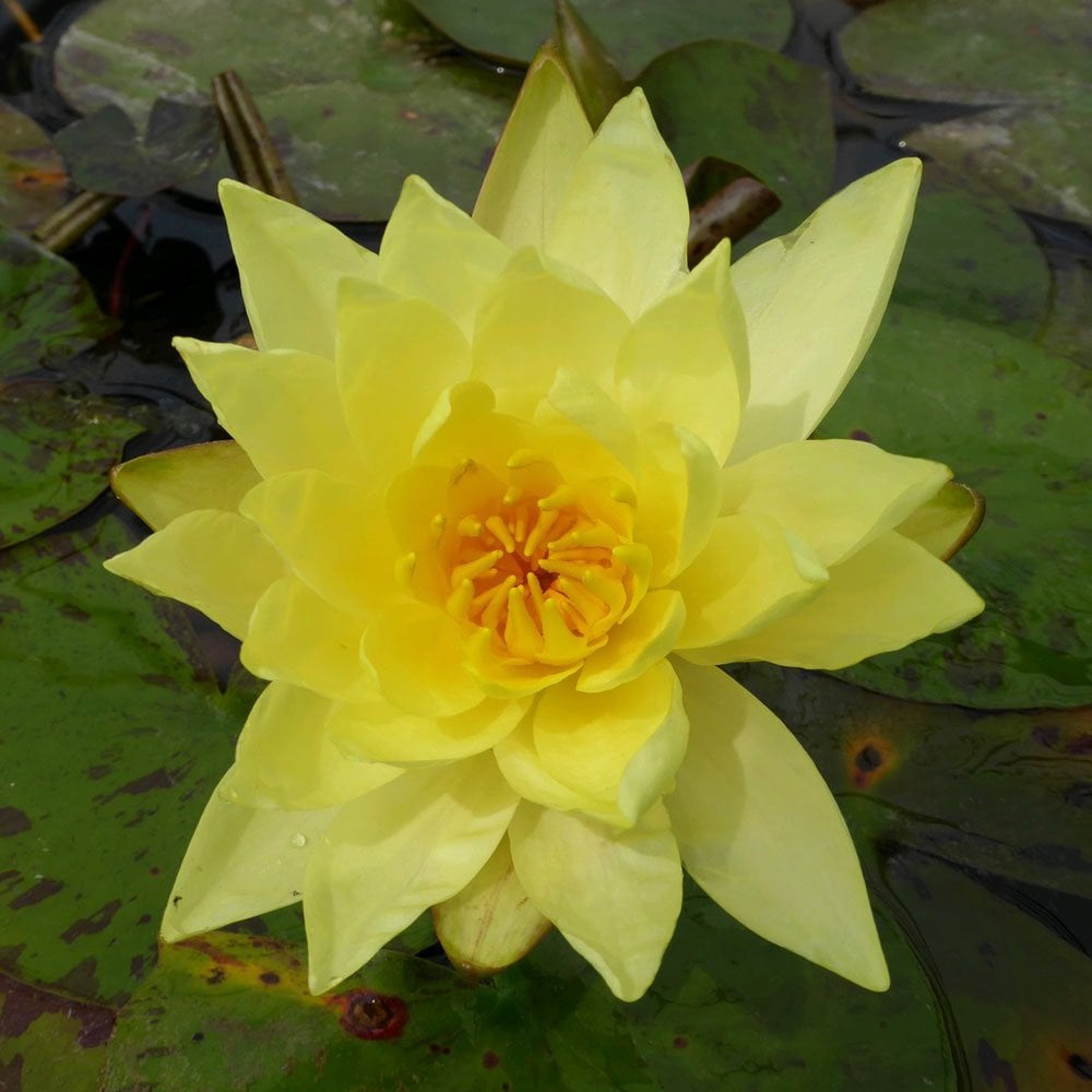 Nymphaea Lemon Mist 3Ltr