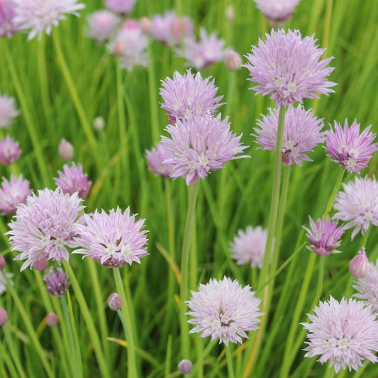 Allium Schoenoprasum - Chives 9cm (3pk)