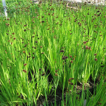 Juncus Ensifolius - Swordleaf Rush