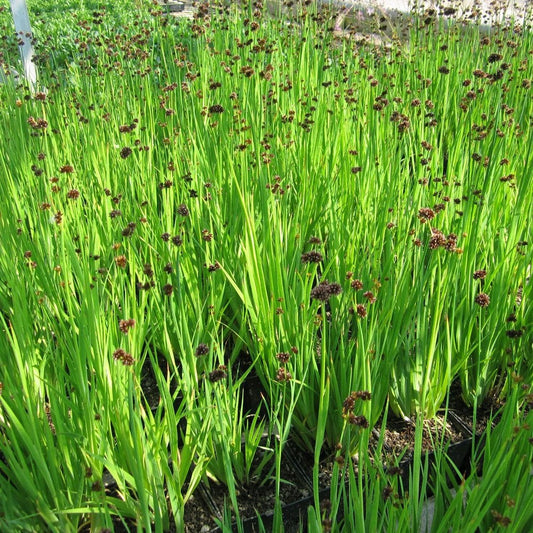 Juncus Ensifolius - Swordleaf Rush