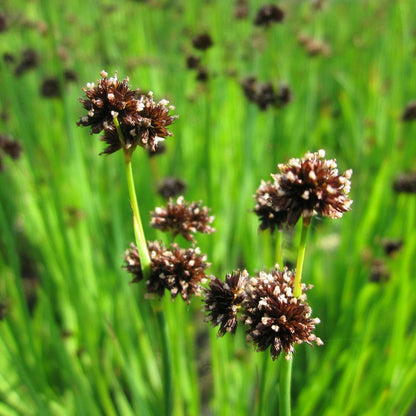 Juncus Ensifolius - Swordleaf Rush