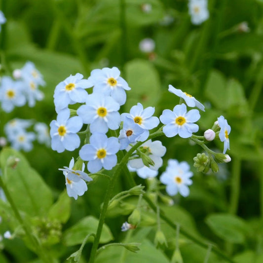 Myosotis Scorpioides Snowflakes - Water Forget Me Not
