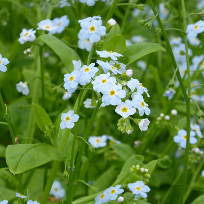 Myosotis Scorpioides Snowflakes - Water Forget Me Not