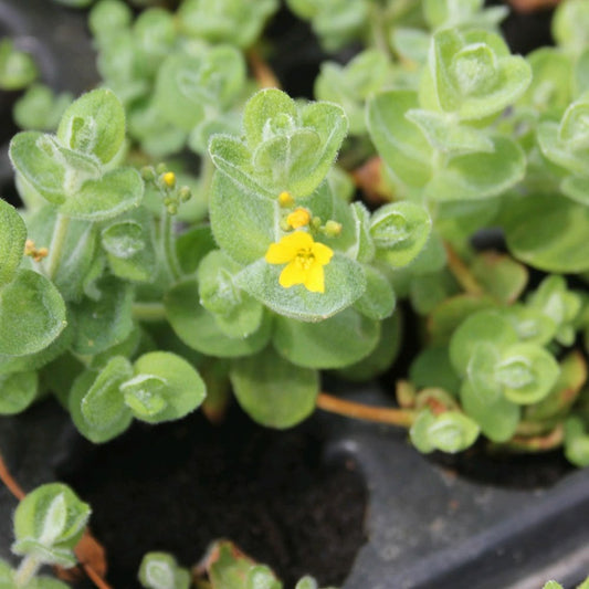 Hypericum Elodes - Marsh St Johns Wart 9cm (3pk)