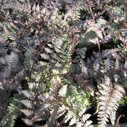 Fern Collection 9cm (6pk)