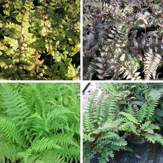 Fern Collection 9cm (6pk)