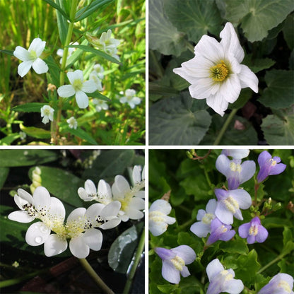 Miniature Pond Collection With Deep Water Aquatic Plant
