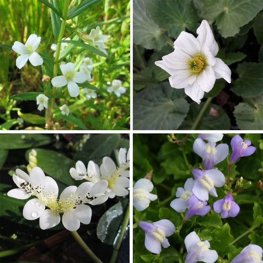 Miniature Pond Collection With Deep Water Aquatic Plant