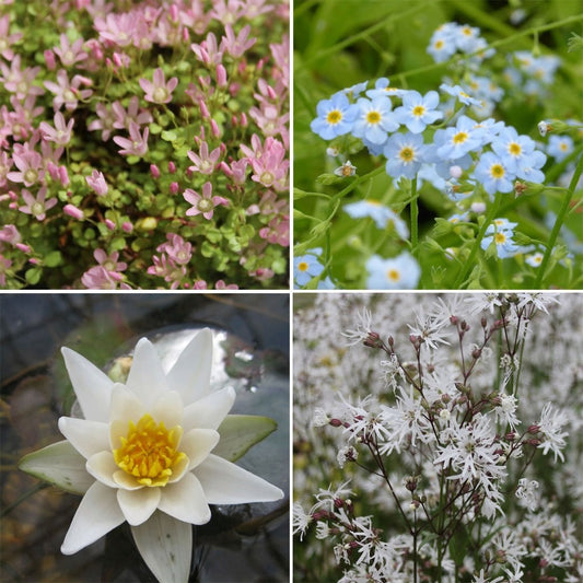 Miniature Pond Collection With Pygmaea Lily