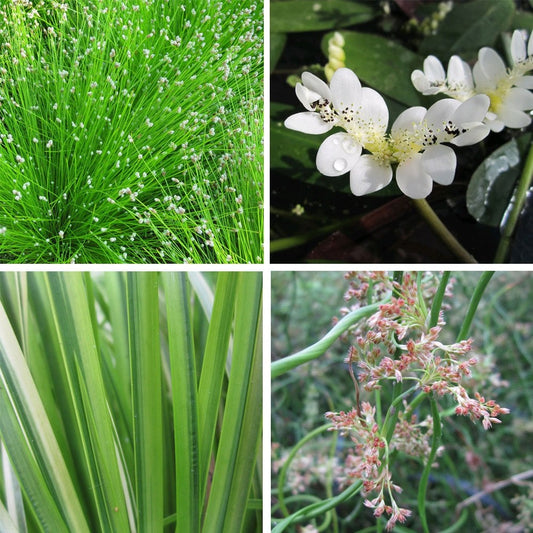 Winter Pond Plant Collection 1Ltr (3pk)