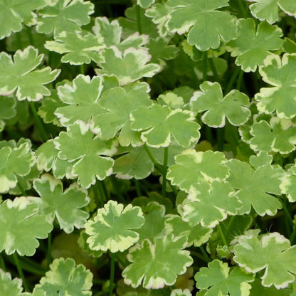 Oxygenating Pond Plant Collection