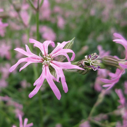 Wildlife Pond Plant Collection