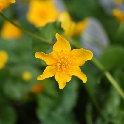 Wildlife Pond Plant Collection