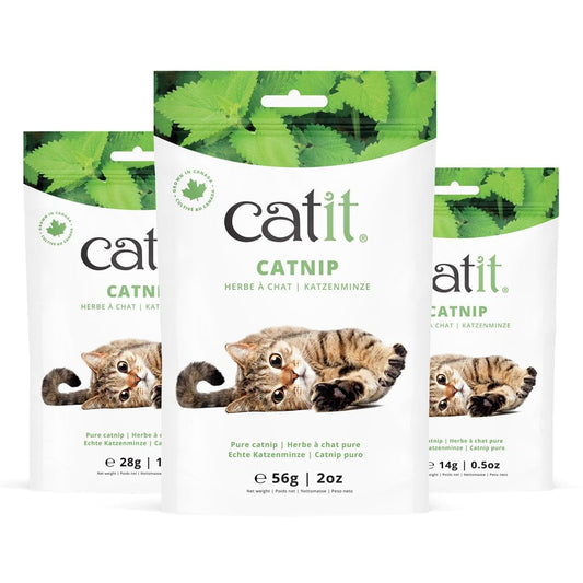 Catnip