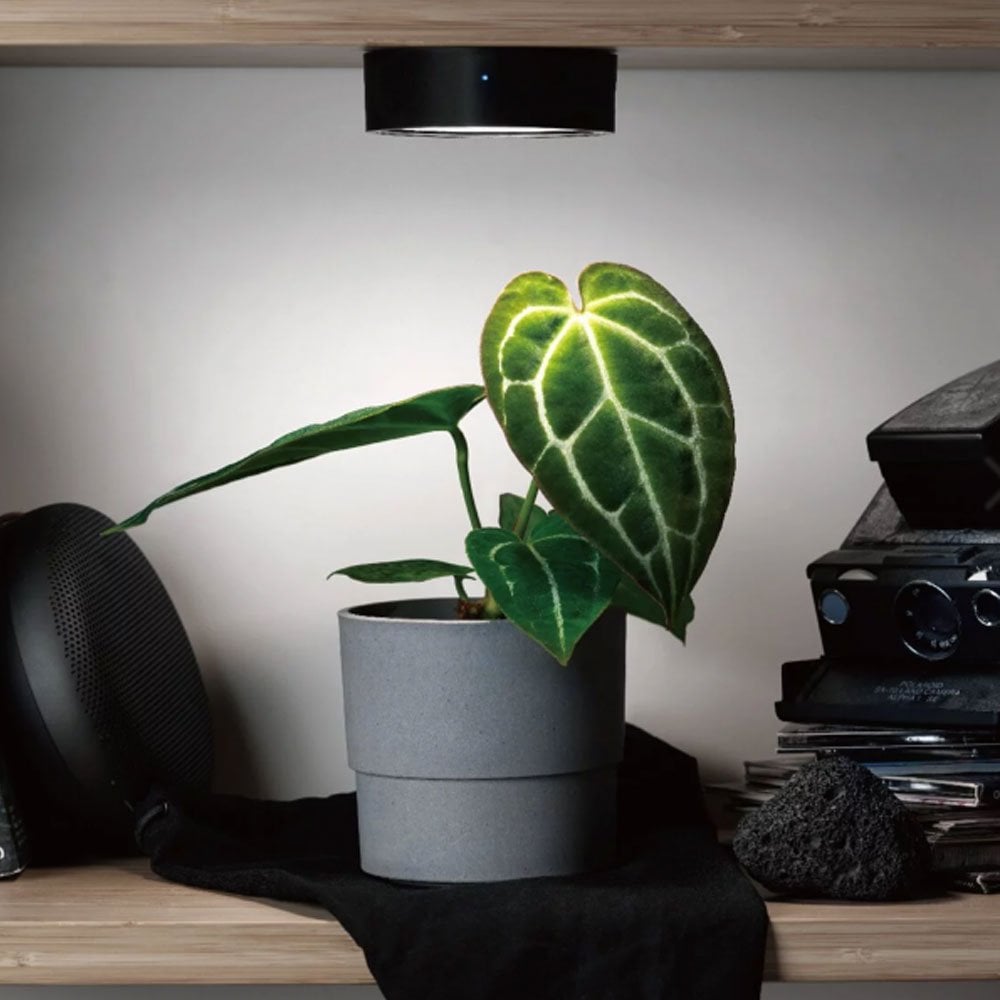Mist O LED Magnetic Plant Light - Black