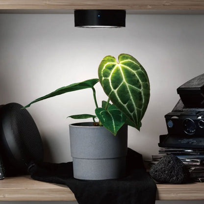 Mist O LED Magnetic Plant Light - Black